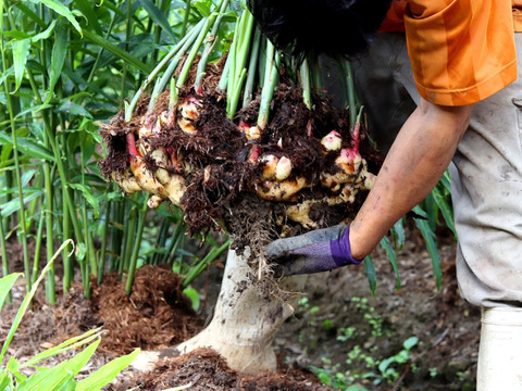 【受注収穫】掘りたて新生姜５ｋｇ 農薬不使用 自然栽培 四万十産