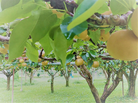 【南水】長野県「オリジナル品種」
良品7~11玉（宅配80サイズ）サイズ不揃いです。