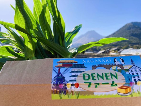 ヤングコーン（５０本）収穫はじまりました！（３月１５日）長崎発!
朝採り！　　”とうもろこし”