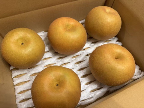 梨の王様　新高梨　栃木産　5キロ