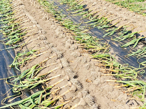 力強い香りと辛味！北海道在来 通称「ピンクにんにく」1kg
