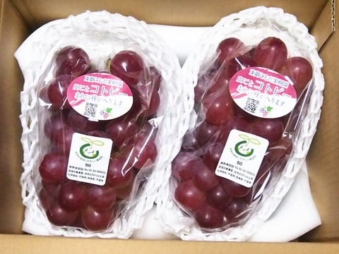 柑橘のような爽やかさ★希少品種コトピー 約800g（2～3房）※信州の環境にやさしい農産物50％節減（長野県認証）2023