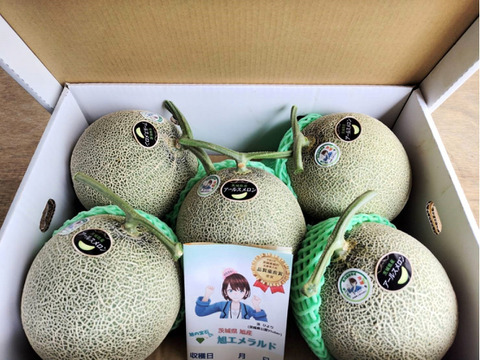 【令和5年 品質優良賞受賞】果汁たっぷり春メロン 茨城県産 アンデスメロン【特秀】5玉
