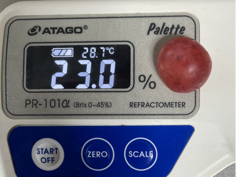 ク⑤【赤ブドウ・ クイーンニーナ】6房前後1.8kg前後　家庭用