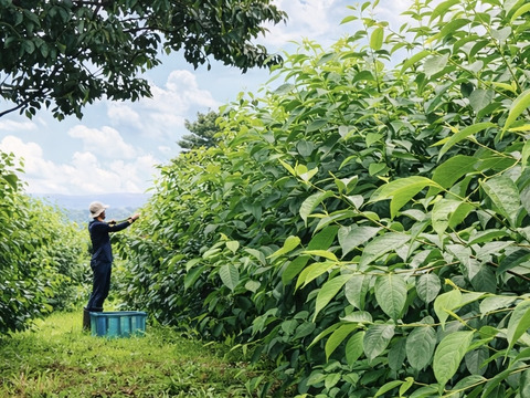 ほんのり甘い、長野県箕輪町の杜仲茶（30包×3パック）アルプスが育む、心とからだを整える、ノンカフェインティー