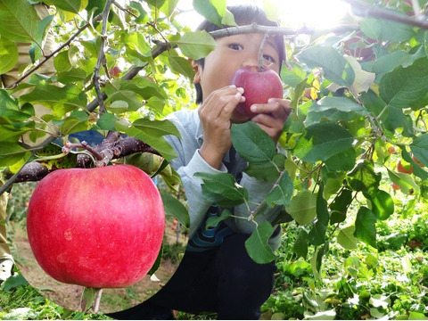 【優しい甘さでリピさん多し！】こうたろう　家庭用小玉　3キロ箱（3.2キロほど入ります）【葉とらず】JA基準より60％減の低農薬栽培