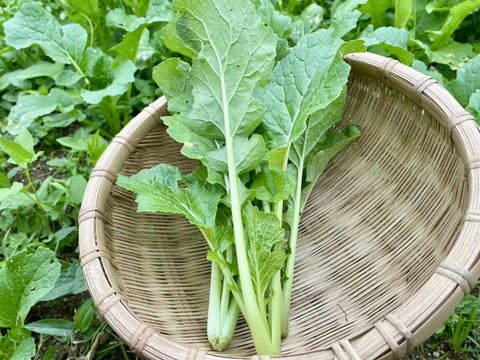 古民家ホテルで使われている奈良県の伝統野菜！『大和真菜』1kg