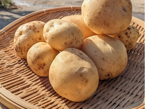 《冬の新じゃが》５KG  品種ニシユタカ 五島列島産 自然農業での栽培