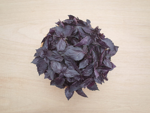 採れたて！新鮮ダークオパールバジル 300g 【農薬化学肥料不使用】