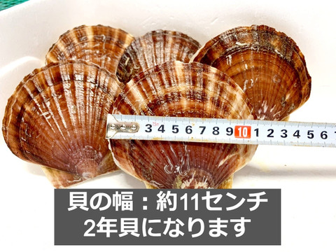 《数量限定20件!!》山六水産の２年貝【３kg】ヘラ付