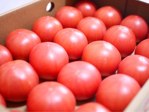 王様トマト4kg箱満杯詰め