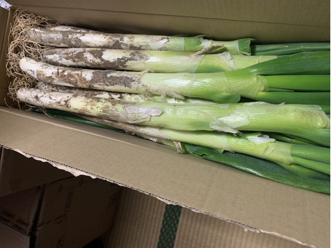 ✅🎁人気NO.2🚩✅【冬タイムセール】🎁至福の極甘ネギ❗️❗️⭕️Mサイズ【3本増量】30本❗❗3,080円→980円<約3kg>✨信州産✨【特別栽培】✨