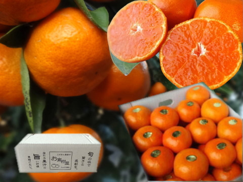 【冬ギフト】甘～い！夢の濃熟みかん！完熟収穫の濃厚な美味しさはみかん好きも大絶賛！厳選プレミアムみかん「蜜ツ丸（みつまる）」白のギフト箱 　Ｌサイズ　２８玉入　「熨斗対応可」【商品番号113】