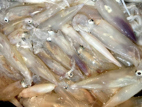 希少 30cm 40cm大剣 一本物の破壊力 イカの女王 一本釣りした ケンサキイカ 350g 400g 冷凍真空 山口県産の貝類 食べチョク 産地直送 産直 お取り寄せ通販 農家 漁師から旬の食材を直送