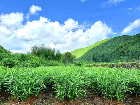 【受注収穫】掘りたて新生姜１ｋｇ 農薬不使用 自然栽培 四万十産