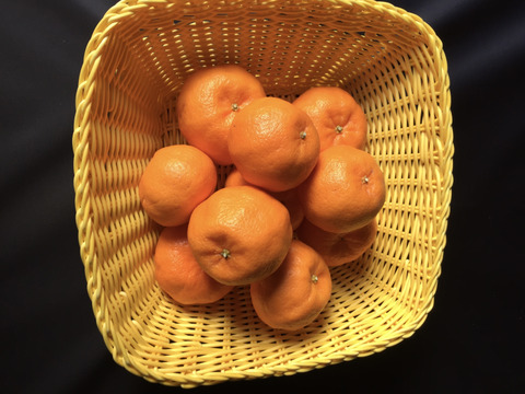 旨味良し、香り良しの完熟ポンカン（約9kg）