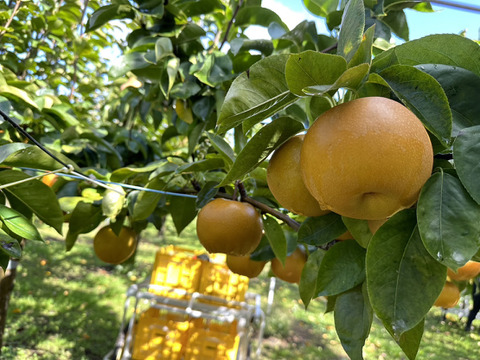 梨の最北　秋田県の秋泉　大粒　訳あり５ｋｇ(１０～１２玉)　
写真イメージ