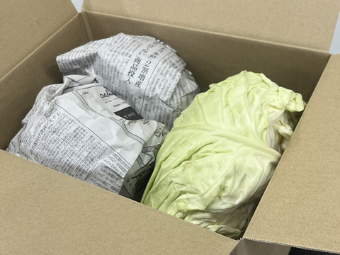 【農薬不使用】冬のあまいキャベツ　約３kg  ２〜３株