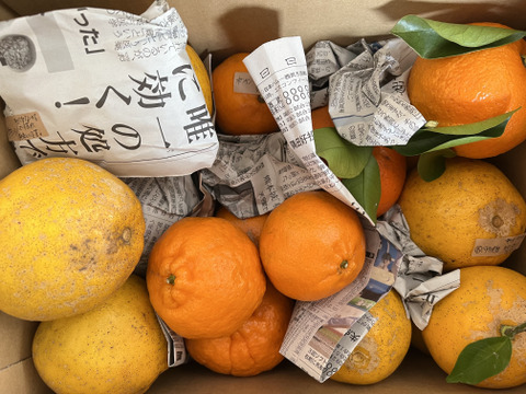 【柑橘食べ比べ】天草の宝石箱！栽培期間中農薬不使用 4種の柑橘セット　箱込み4kg　（河内晩柑、紅河内晩柑、橙、ポンカン）