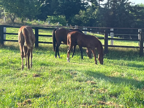 【予約必須】北海道産 たった2回のみの収穫！！メロンより甘い⁉糖度17度のトウモロコシ！10本入り！3・4人家族用