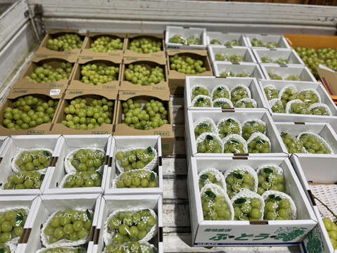 パリパリ食感★シャインマスカット３００ｇ～３５０ｇと自家製ラフランスジュースセット