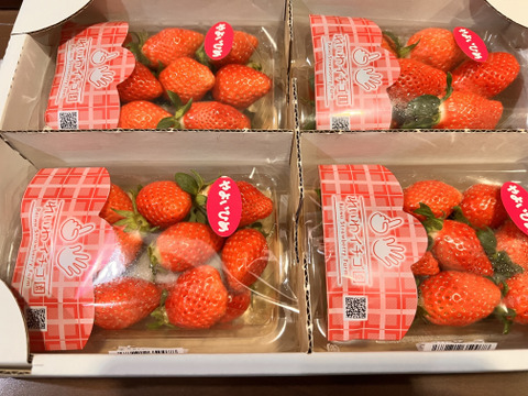 🌟赤城の恵ブランド🌟認定　厳選「やよいひめ」4PK入　家庭用　贈答用　プレゼント