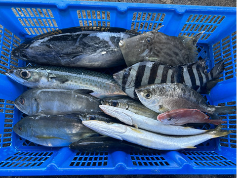 ⭐︎カワハギ確約！⭐︎【未利用魚】漁師直送！季節のおさかなセット【3kg前後】
