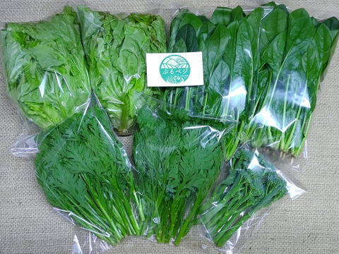 【アワード受賞福袋】🏆 農家の食卓からお裾分け♪自分たちが食べたくて育てた、朝採れ・無施肥の冬野菜 4種セット🥗