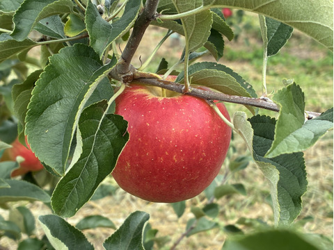【りんごの概念変わります】見た目は悪いです！奥州ロマン 訳あり品 10キロ箱 22～56玉サイズ ID98315 長野 信州 安曇野 リンゴ 幻 幻のリンゴ  希少  甘い