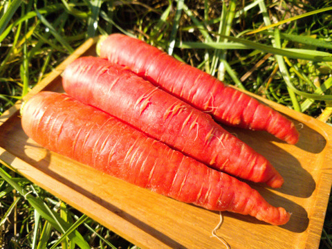 【ゲン担ぎ福袋】鮮やかな赤みと甘み！有機JAS京くれないニンジン🥕１０ｋｇ