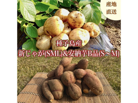 【期間限定】種子島産 新じゃが(S・M・L)＆熟成安納芋B品(S〜Mサイズ)｜合計 10kg 旬の味わいセット🍠🥔
