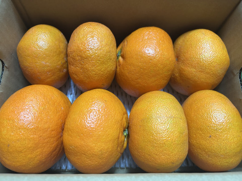 「甘平」2kｇ　家庭用！！
サクサク食感♪ 順次発送中〜