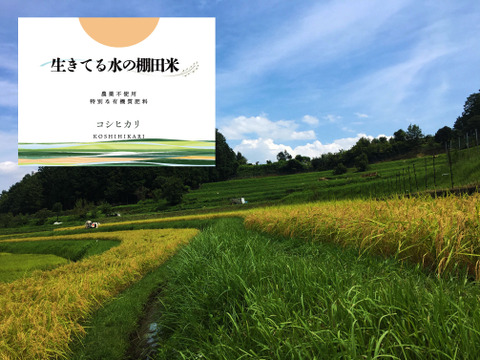 ◆生きてる水の棚田米◆農薬・化学肥料不使用・生きてる湧き水で育ったお米　玄米4kg