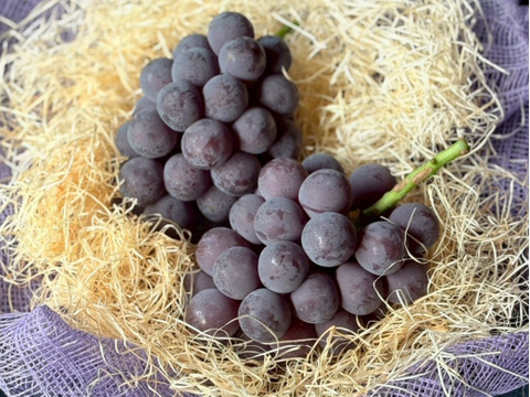 大粒で華やかな味わい！贈り物におすすめ！岡山県産『ピオーネ』ギフト・1㎏