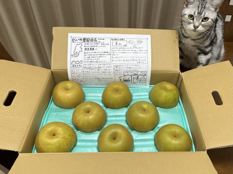令和7年8月発送【予約】梨 幸水 良品5kg‼️長野県産