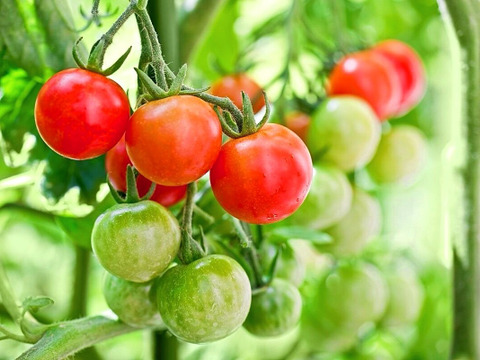 【南国土佐】完熟ミニトマト１ｋｇ 農薬不使用 自然栽培 四万十産