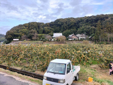 お買い得!!【富有柿  8ｋｇ入り】（ご自宅用）Ｍ～2Ｌサイズ