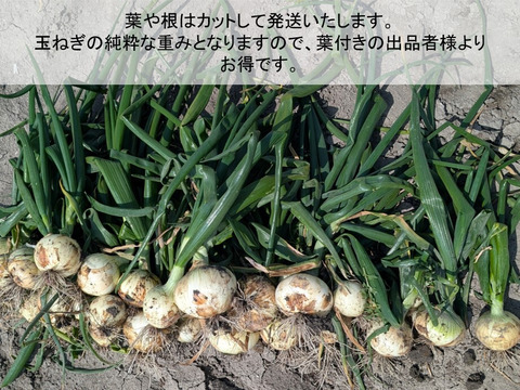 新玉ねぎ ジューシーかつ甘い！佐賀県産玉ねぎ 極早生『貴錦』L5kg
