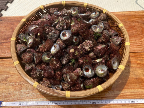 ニナ貝 4kg（200〜240個）「蜷貝(にながい)」(ニイナ貝・ミイナ貝・ビイナ貝）