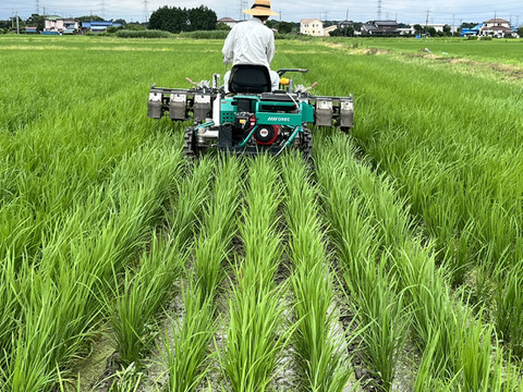 ミルキークイーン玄米5㎏　農薬・化学肥料不使用