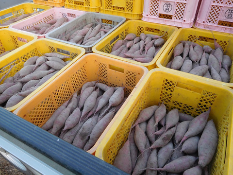 自然栽培さつま芋「べにはるか10kg」（小～中サイズ・焼き芋に適した蜜芋タイプ、栽培期間中農薬・肥料不使用）