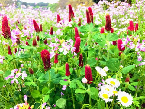 お花畑の香りそのまま！春の百花蜜170g入り
