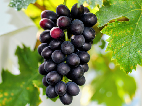 【マスカットノワール3房/約900g】