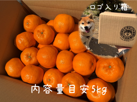 【プチプチ食感♪＆種なし】太田ぽんかん《ご家庭用 5kg》｜サイズ混合｜愛媛・西宇和産