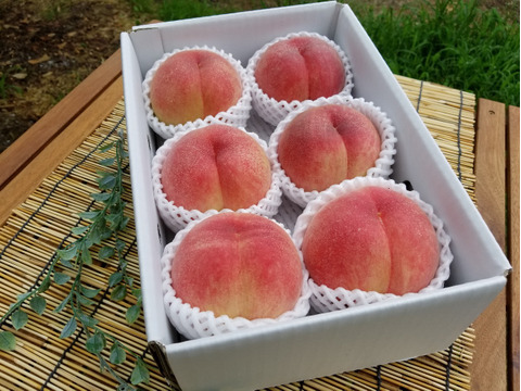 桃名人厳選　“桃“【白桃】2kg(5-8玉）7月収穫品種