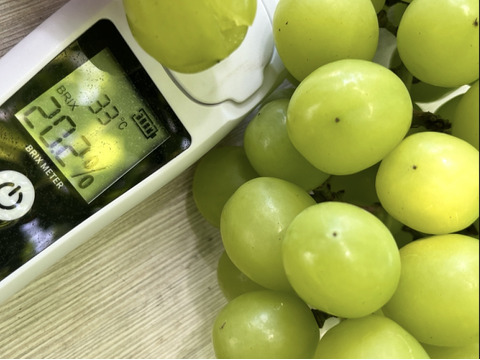 【先行予約】【 贈答用 】パリッと食感の高糖度タネ無しシャインマスカット！　1kg〜1.2kg  2房　/静岡市　 Mando Farm 直送　9月中旬〜10月発送