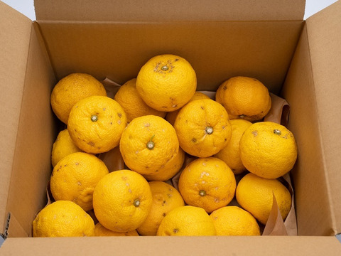 有機JAS 黄色ゆず【良品】３キロ -2025年産-