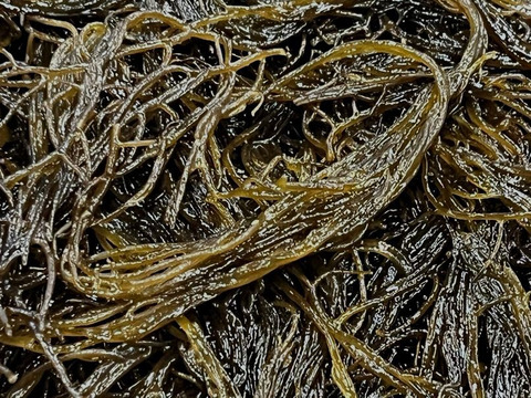 特大タコ足(2本) もずく(500g)セット❗️