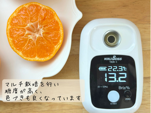 有田みかん　樹上完熟みかん　5キロ（箱込み）　Mサイズ 家庭用　【上野早生】　極早生みかん