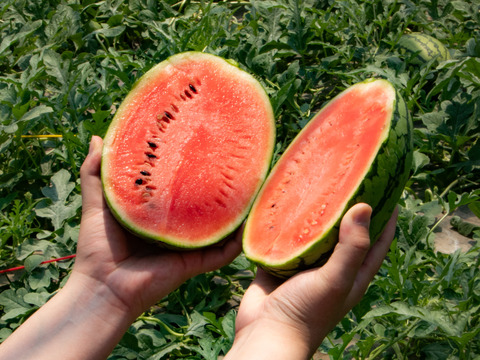 スーパーには流通しにくい『激甘うりぼースイカ』（2Lサイズ1玉入り：2人分）